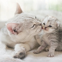 고양이는 생애단계마다 각각 다른 사료가 필요할까요?