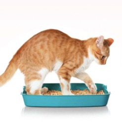 고양이 비뇨기계 관리