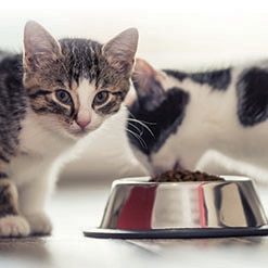 새끼 고양이에게 먹이 줄 때 알고 있어야 할 팁 7가지