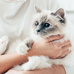 자녀에게 새로운 반려묘를 소개하기