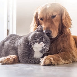 분리불안이 있는 반려동물을 편안하게 해주는 5가지 팁