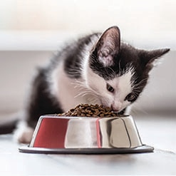 아기 고양이의 식사