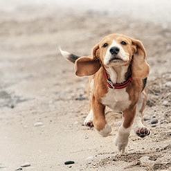 반려견 운동시키기