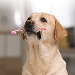 반려견 치아 건강의 기본