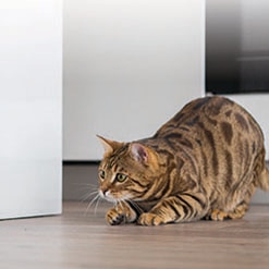 집고양이 VS 아프리카살쾡이 : 둘의 공통점은 무엇일까요?