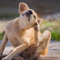 강아지 피부건강