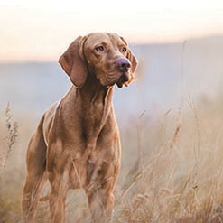 강아지를 훈련 시키는 5가지 팁