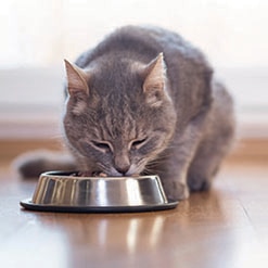 반려묘에게 습식사료가 필요 할까요?